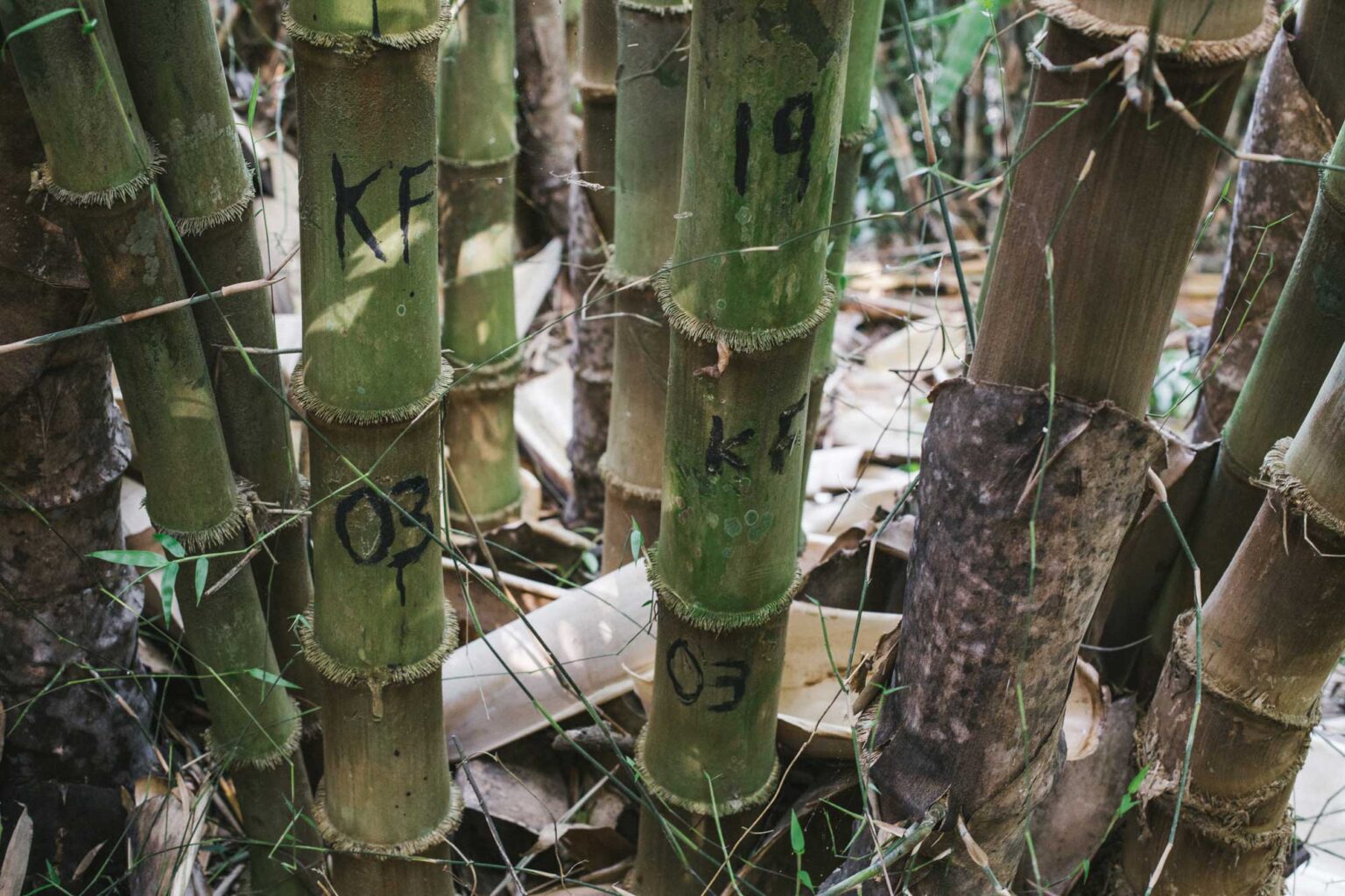 Nguyên tắc khai thác tre để đảm bảo chất lượng và phát triển bền vững
