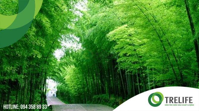 Ưu điểm vượt trội của vật liệu tre