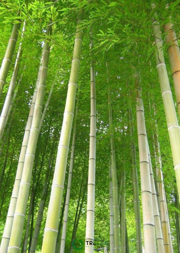 Cây tre: Một kỳ quan đa dạng của thiên nhiên mang lại nhiều lợi ích cho đời sống con người